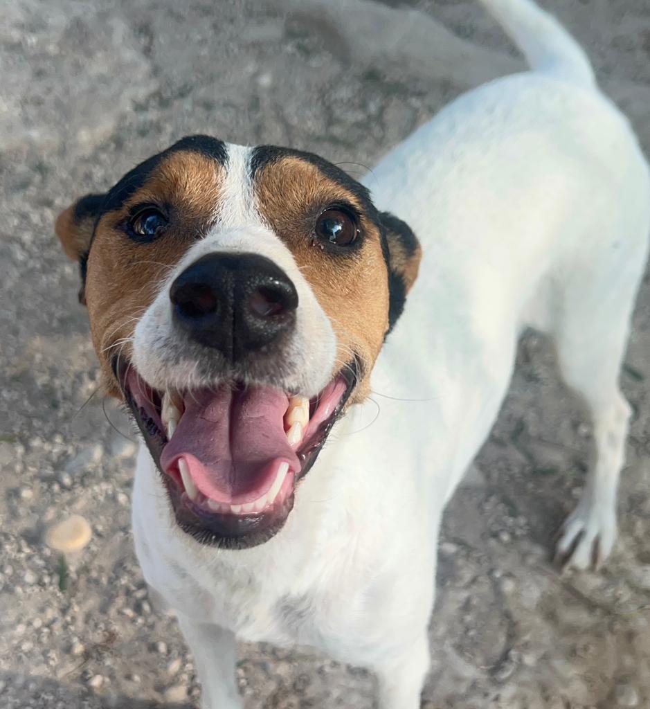 Perro rescatado del refugio