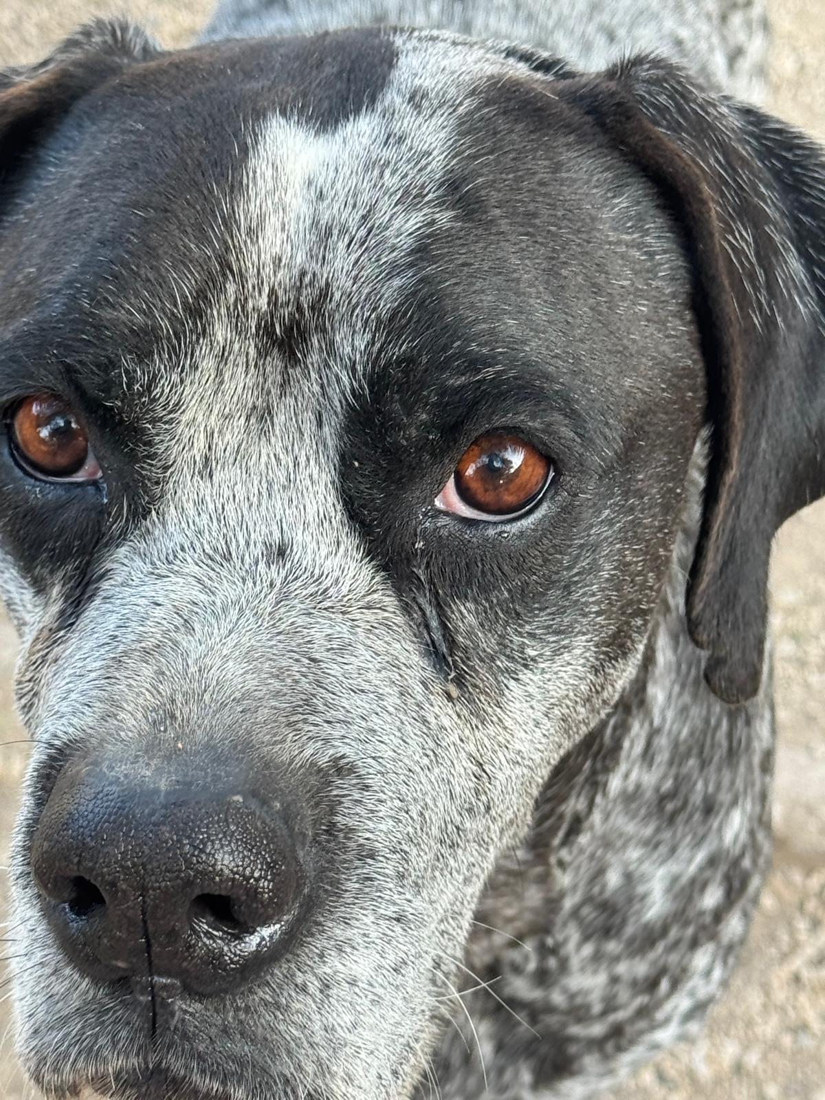 Perro rescatado del refugio