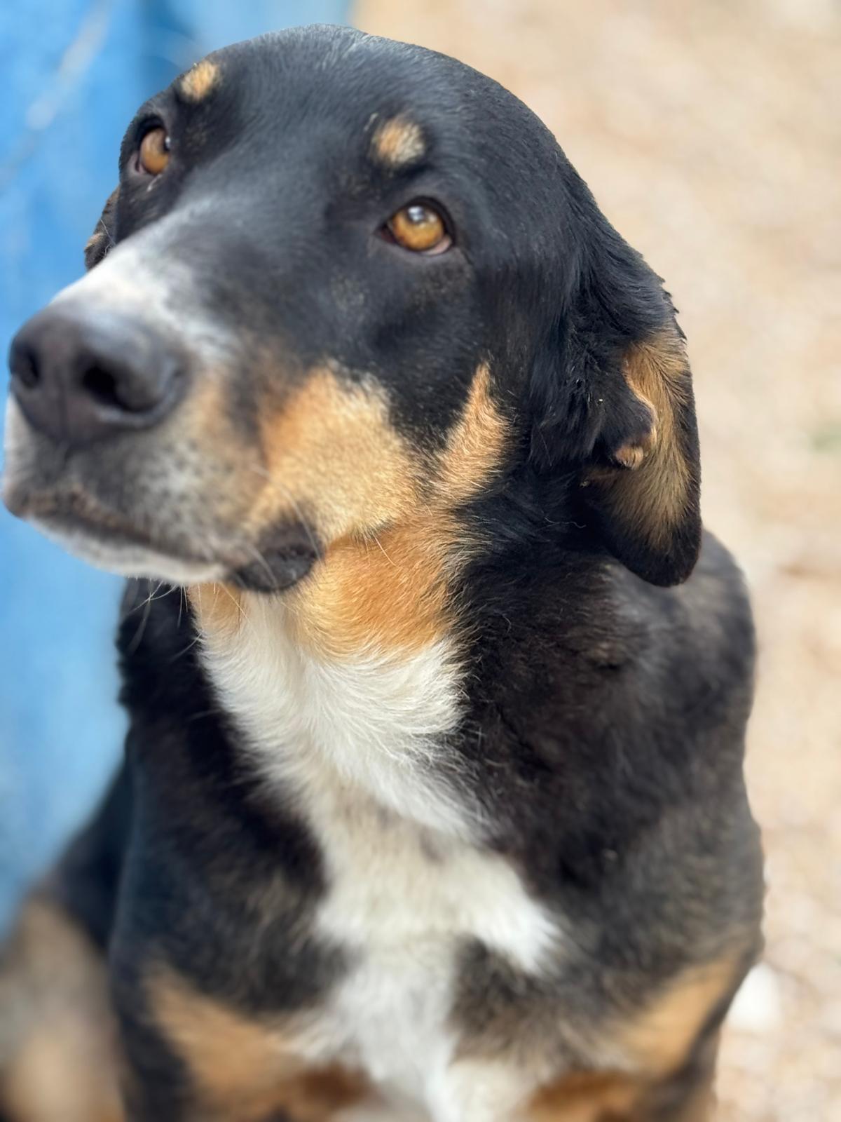 Perro rescatado del refugio