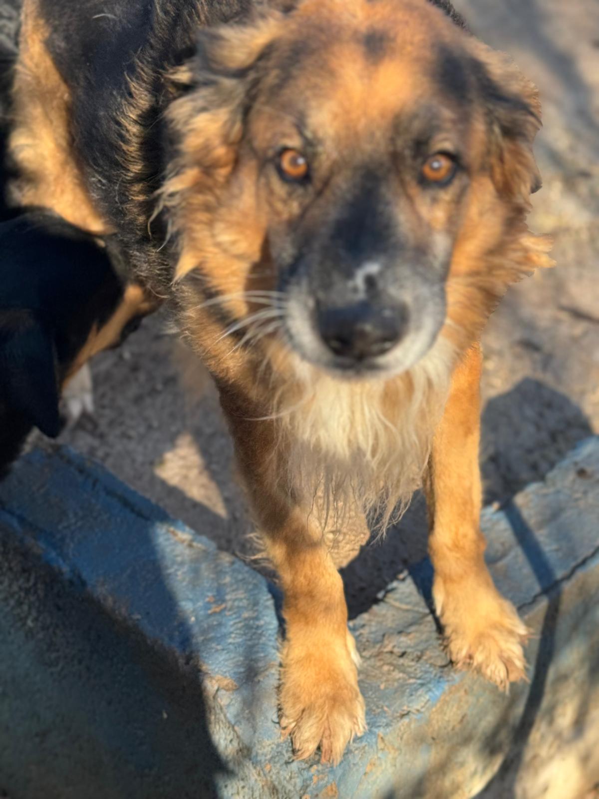 Perro rescatado del refugio