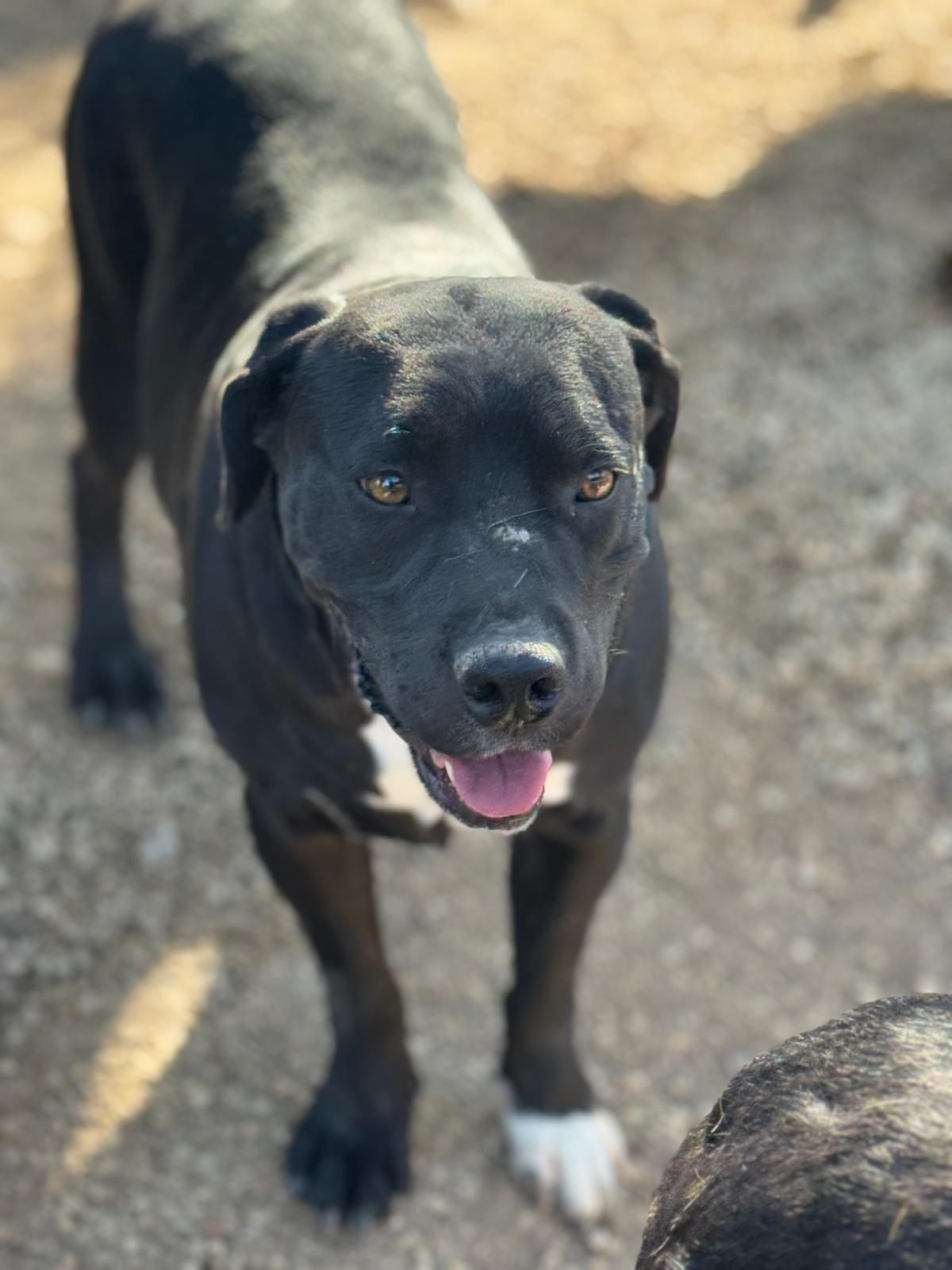 Perro rescatado del refugio