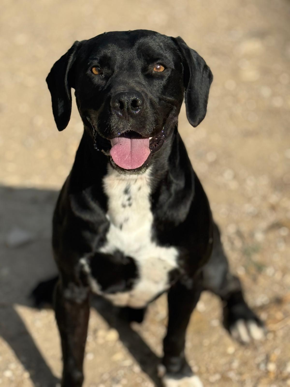 Perro rescatado del refugio
